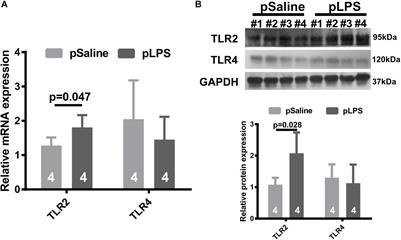 TLR2-Deficiency Promotes Prenatal LPS Exposure-Induced Offspring Hyperlipidemia